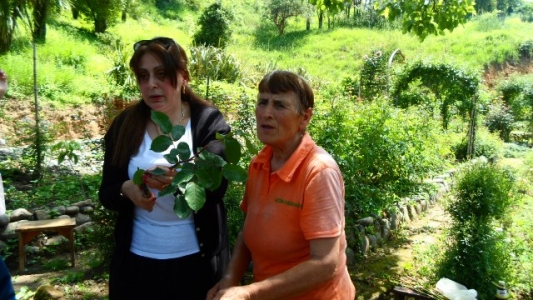 სურათი